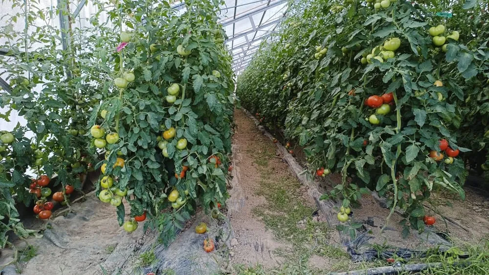 Lignes de tomates en serre