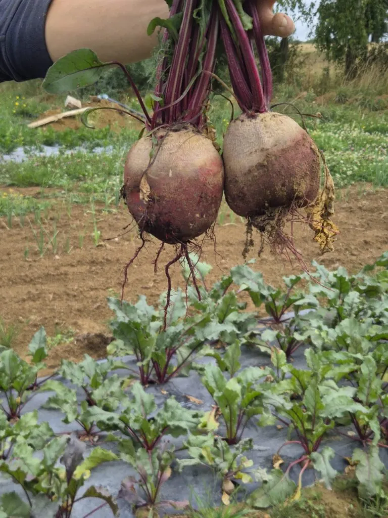 Betteraves rouges et racines fraîches