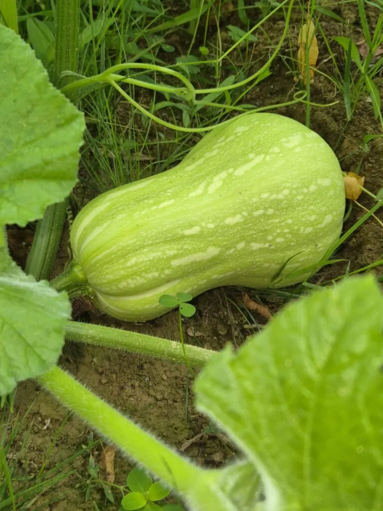 Courges et courgettes de saison