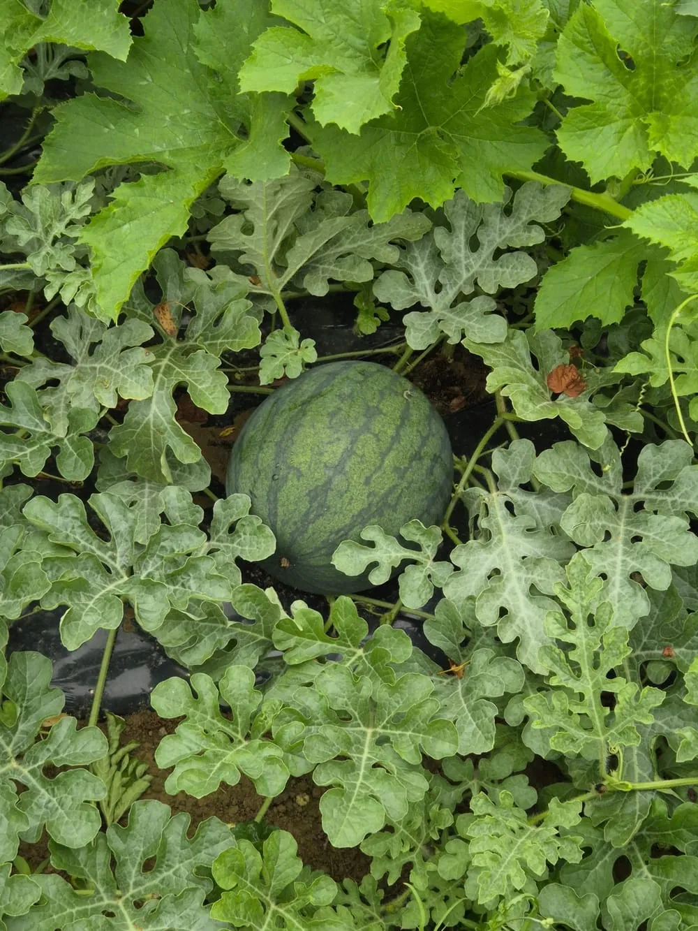 Melons charentais mûrs en plein champ